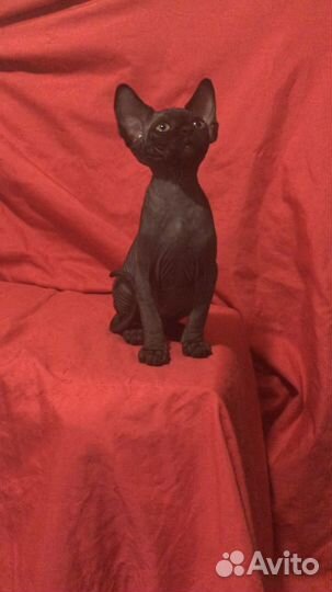 Канадские мальчишки