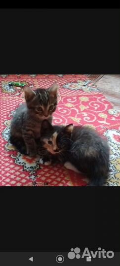 Одам бесплатно