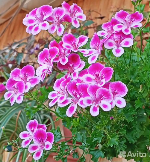 Сортовые пеларгонии