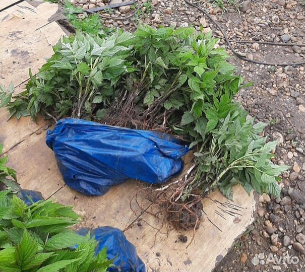 Ремонтантная малина