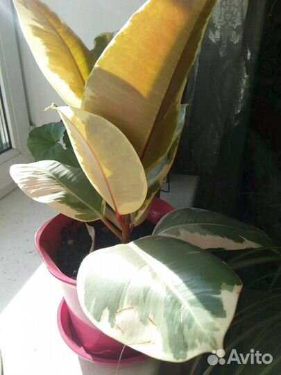 Комнатные цветы