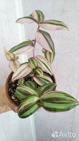 Традесканции сортовые