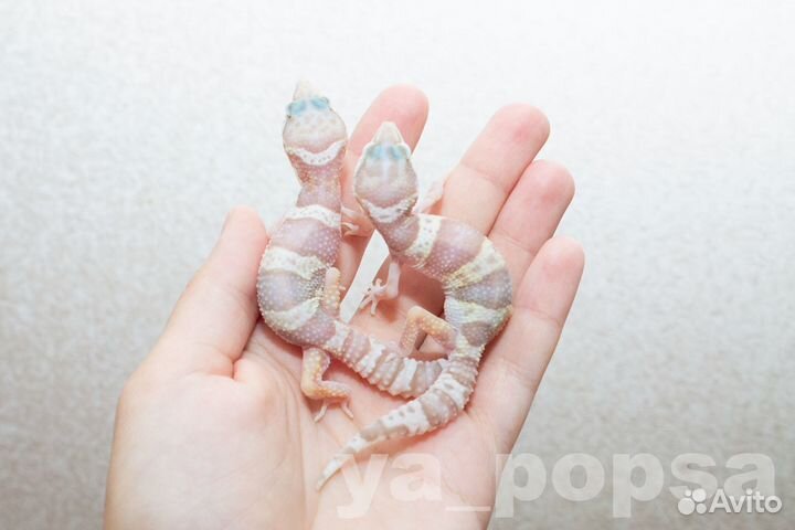 Эублефары, взрослые и малыши