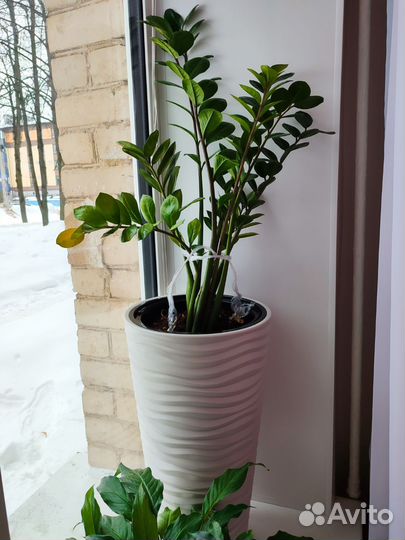 Замиокулькас