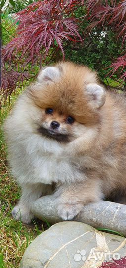 Померанский шпиц