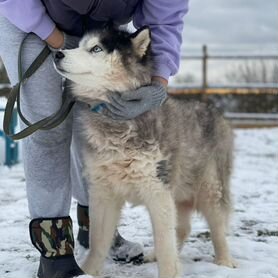 Сибирский хаски в добрые руки