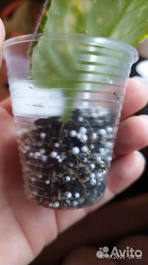 Фиалка шн-Космическая фея-ук. листы