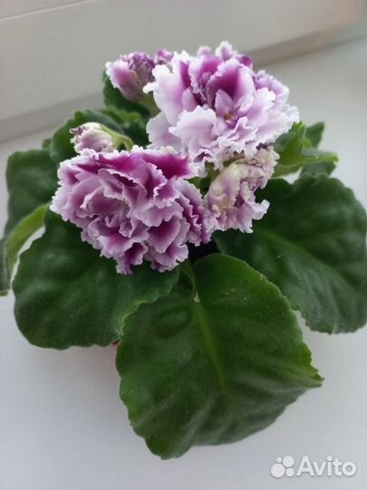 Фиалка сортовая (детки)