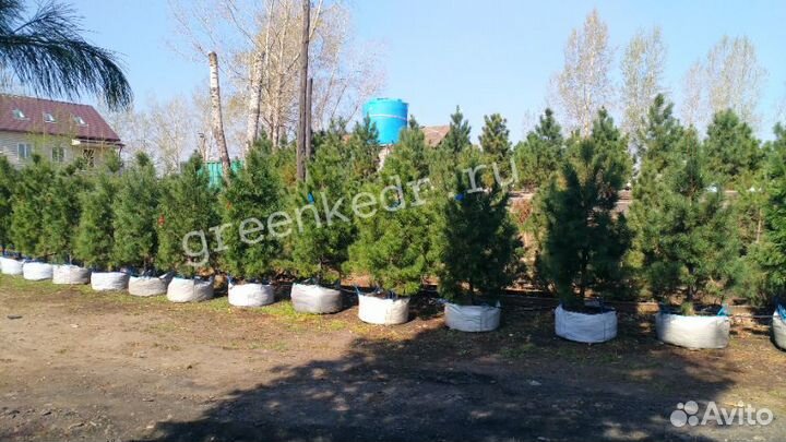 Саженцы Кедр 180-220 см