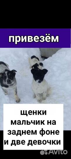 Щенки собачки