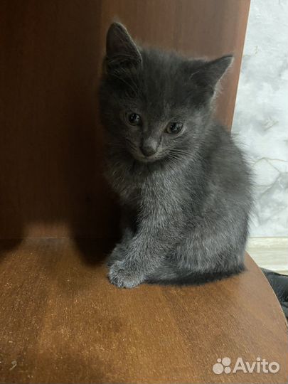 Котенок в добрые руки