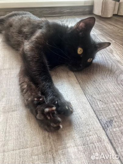 Кошки в добрые руки бесплатно