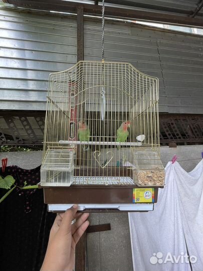 Попугай неразлучники с клеткой