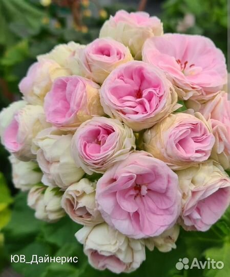 Пеларгонии сортовые