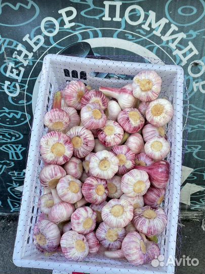 Чеснок свежего урожая