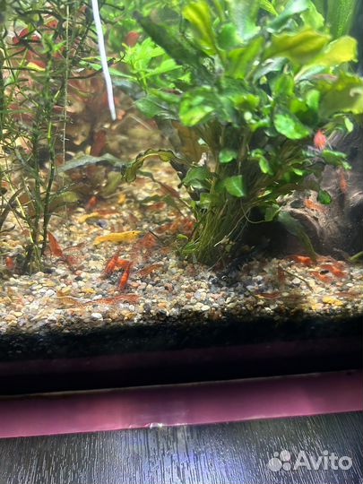 Креветки пресноводные-Вишня