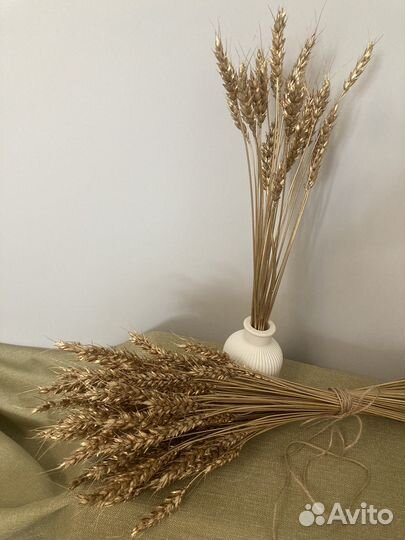 Колосья пшеницы окрашенные
