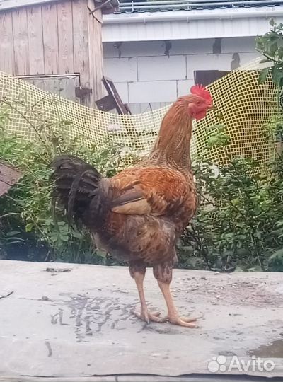 Молодые петушки 6 мес