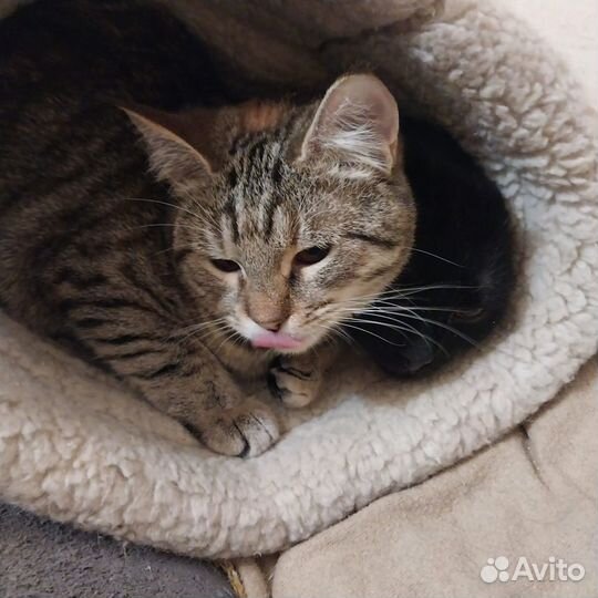 Молодая кошка ищет дом