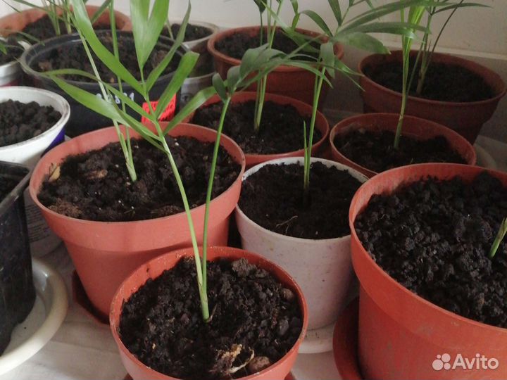 Пальма хамедорея