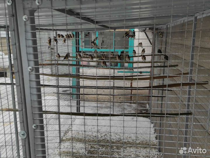 Певчие лесные птицы