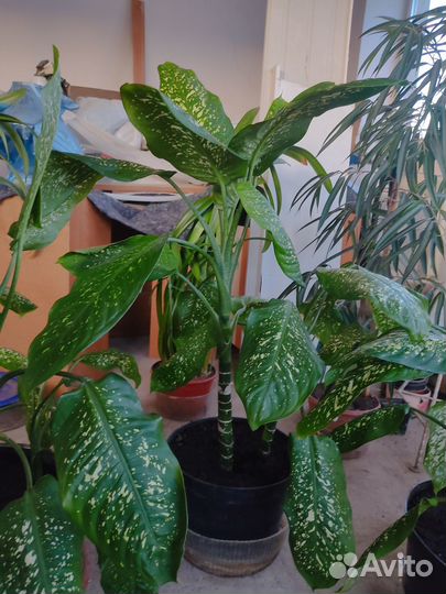 Диффенбахия