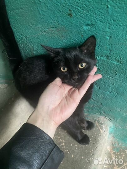 Черный котенок в добрые руки