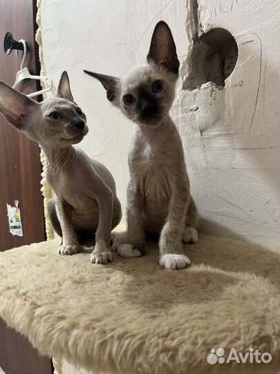 Канадский сфинкс