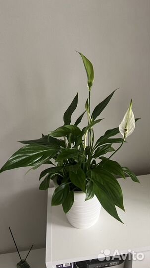 Спатифиллум