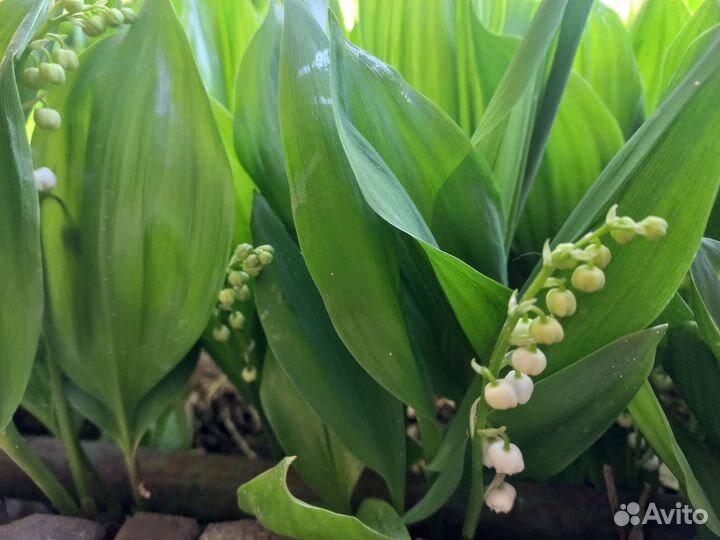 Ландыши рассада