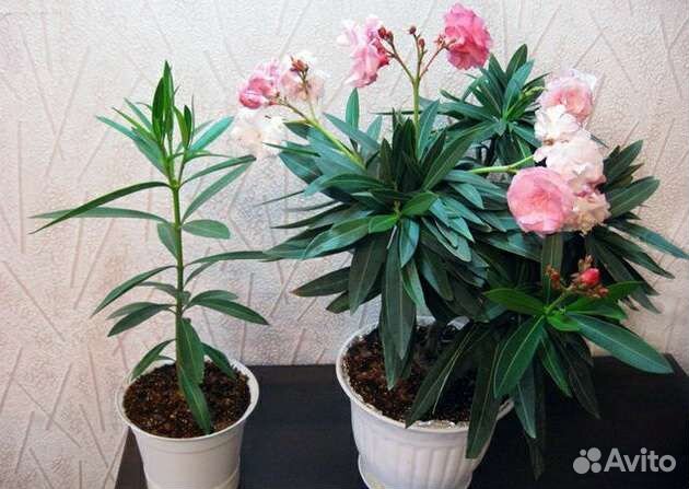 Олеандр розовый