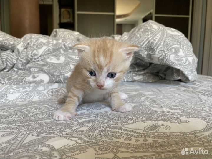Котята в добрые руки 1 месяц
