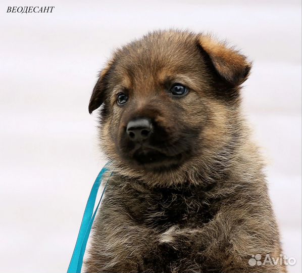 Щенки немецкой овчарки