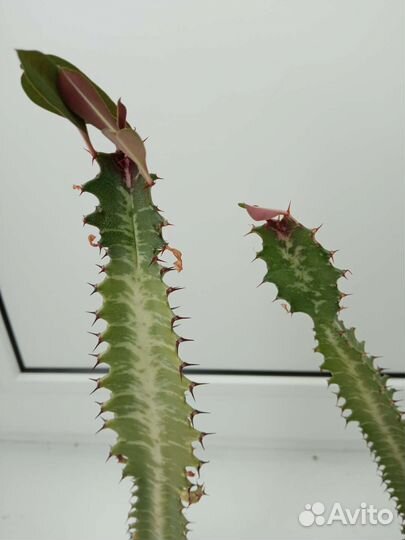 Молочай трехгранный