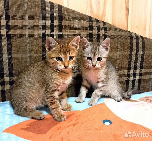 Котики в добрые руки бесплатно