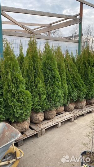 Туя смарагд