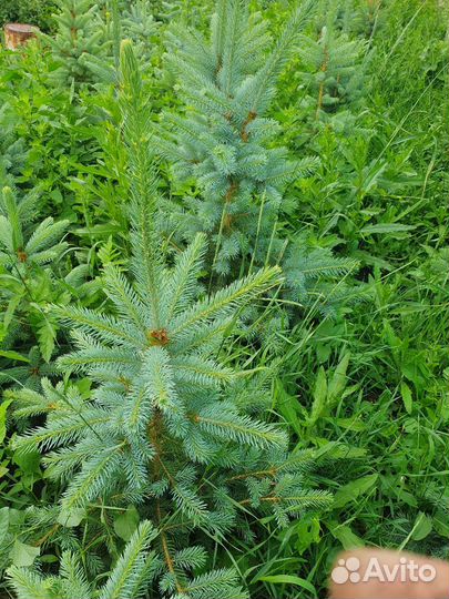 Саженцы ель голубая Глаука