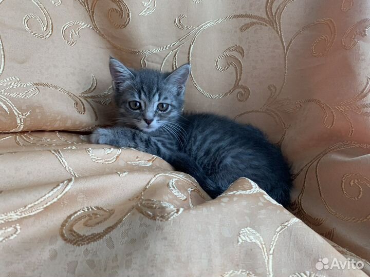 Котёнок девочка