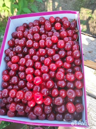 Вишня Морель, ранняя 2