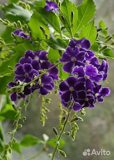 Нолина, Дуранта синяя