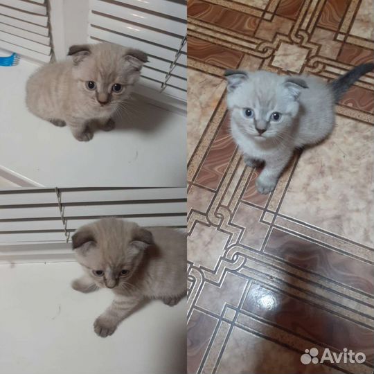 Кошки шотландцы
