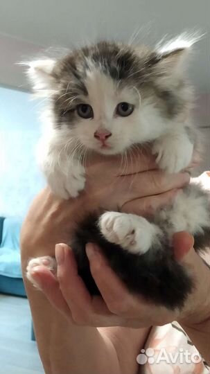 Котята Бездомные в Добрые Руки