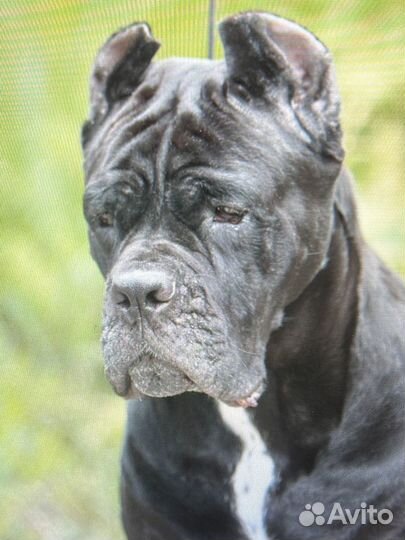 Шикарные щенки Кане Корсо