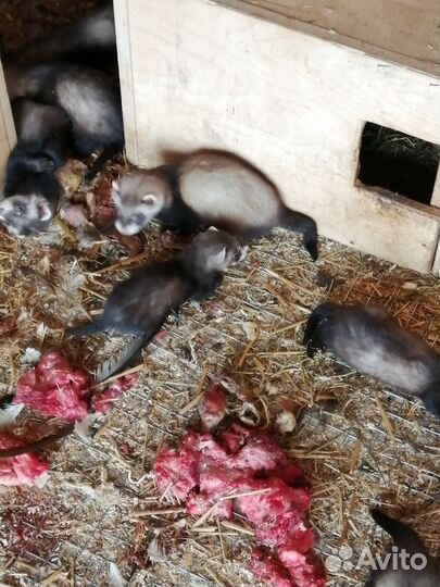 Домашний хорек