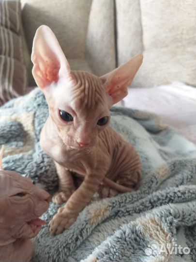 Донской сфинкс браш котята