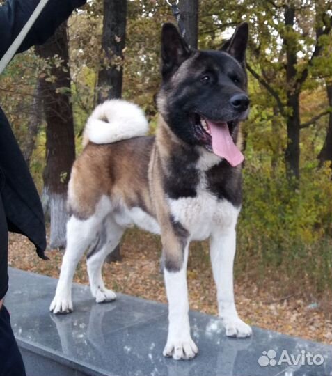 Американская Акита