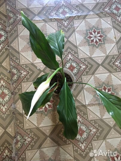 Спатифиллум