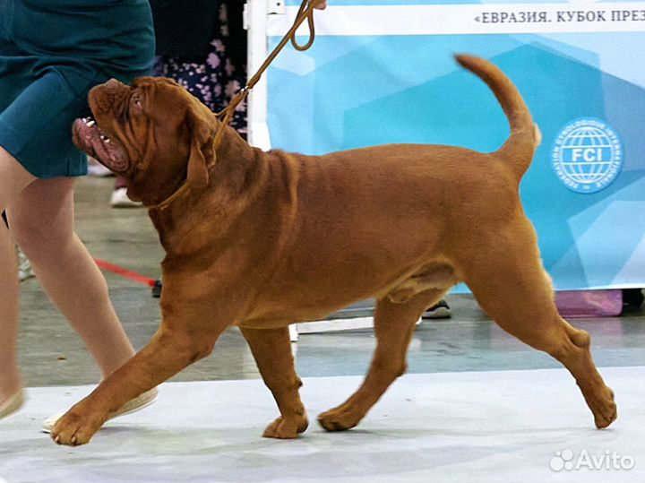 Бордоский дог Интерчемпион на вязку