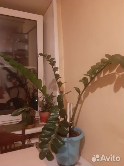 Замиокулькас денежное