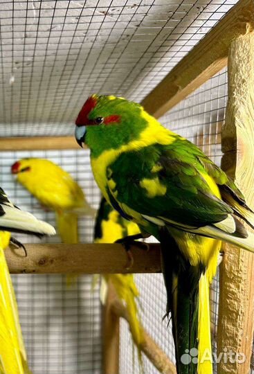 Попугаи корелла и другие